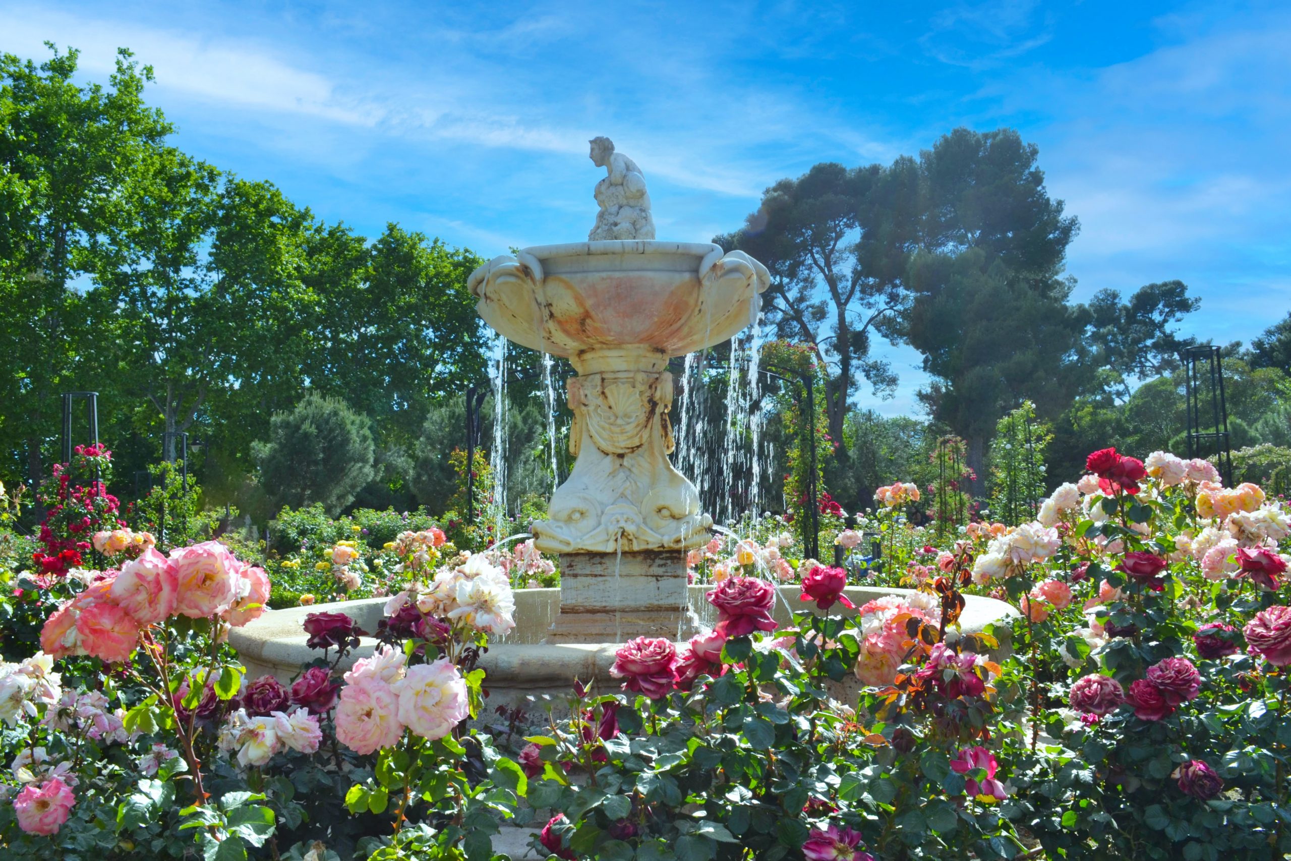 solo travel madrid guide Rose Garden Retiro Cheap Things to do in Madrid