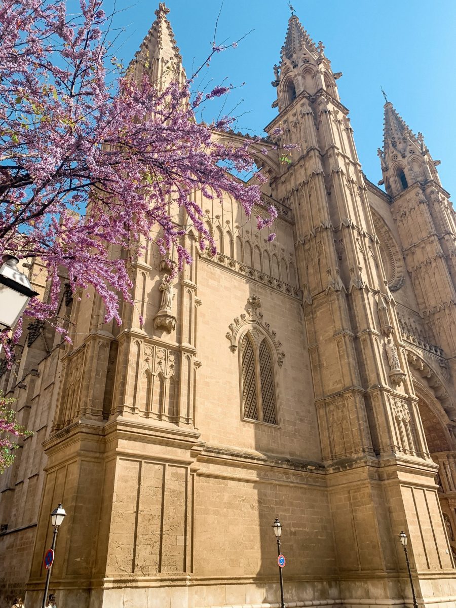 Mallorca in winter Palma Cathedral photo with almond blossoms Is Mallorca worth visiting