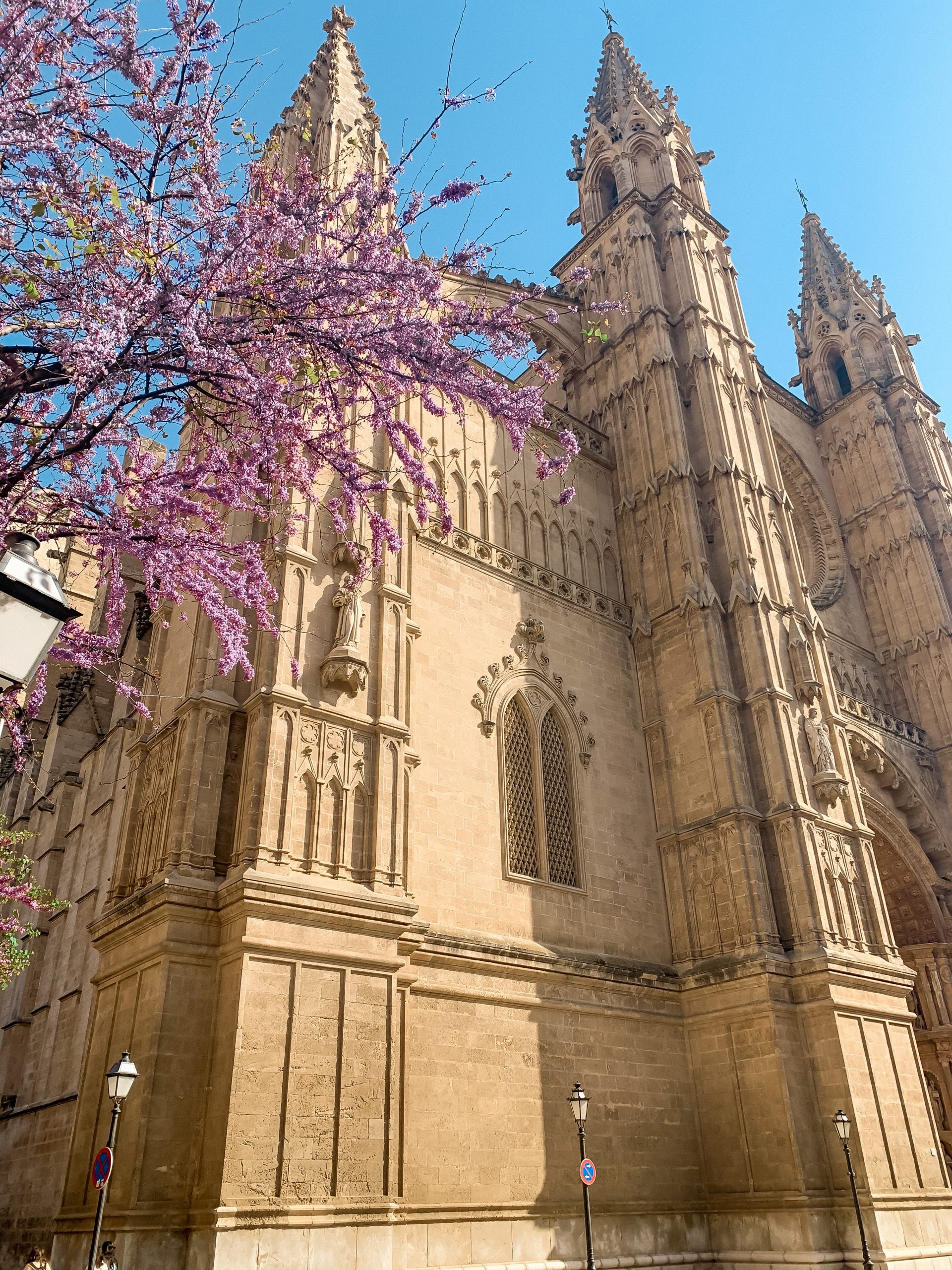 Mallorca in winter Palma Cathedral photo with almond blossoms