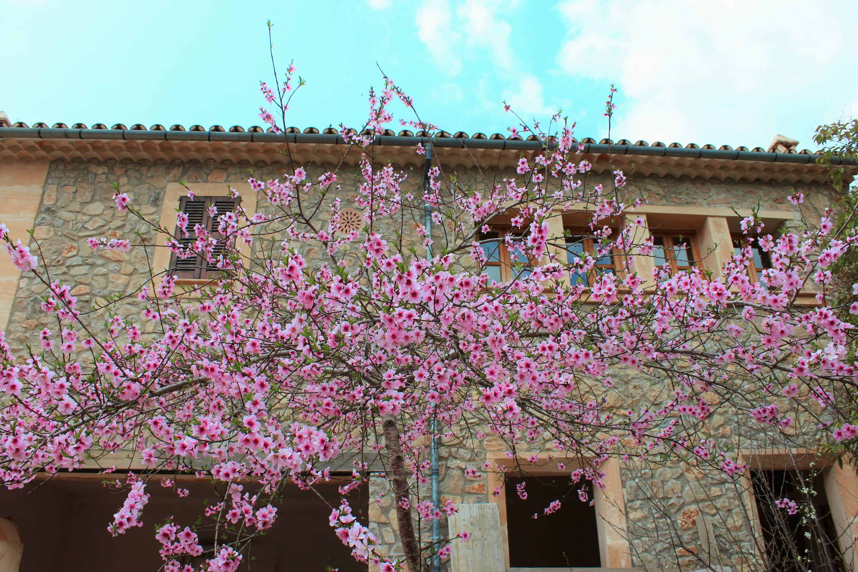 mallorca in winter, almond trees blossoming