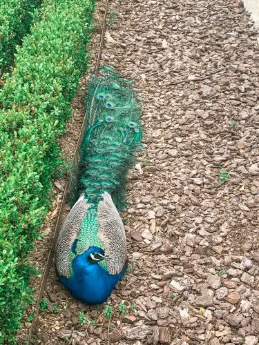 hidden gem in madrid the peacocks