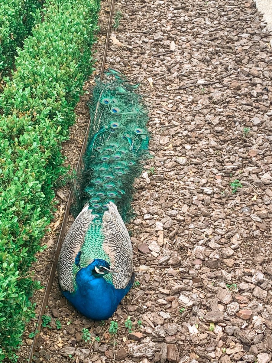 hidden gem in madrid the peacocks madrid bucket list